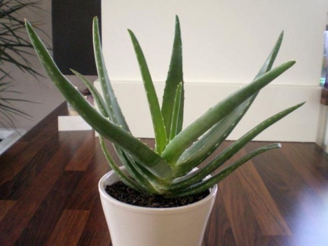 Aloe Vera