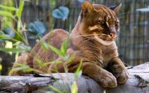 Kucing Merah atau Borneo Bay