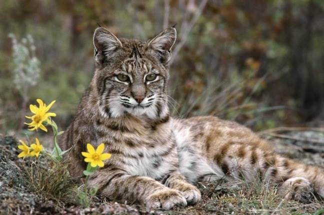 Lynx Iberia