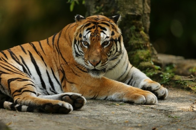 Harimau Sumatera