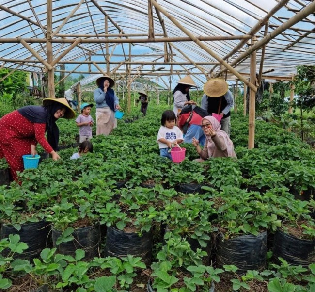 Wisata petik stroberi di Lumbung Strawberry Desa Wisata Pandanrejo.(Foto: Istimewa)