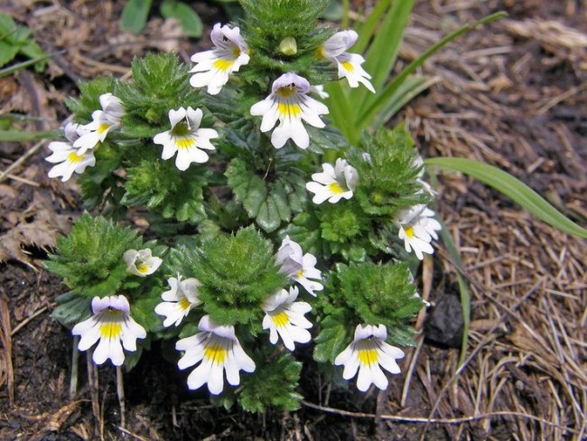 Tanaman eyebright